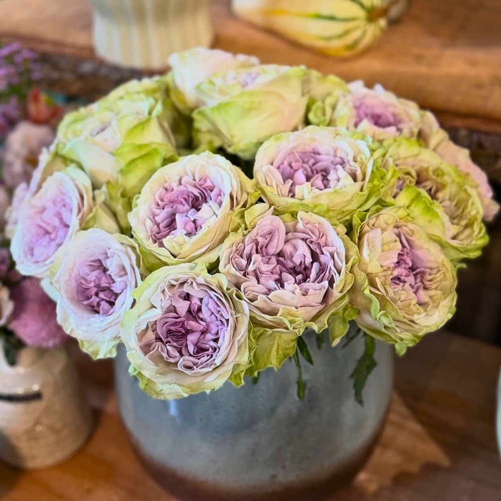 The Delightful Rose Magique From Fontana Flowers, Bred by Interplant Roses.