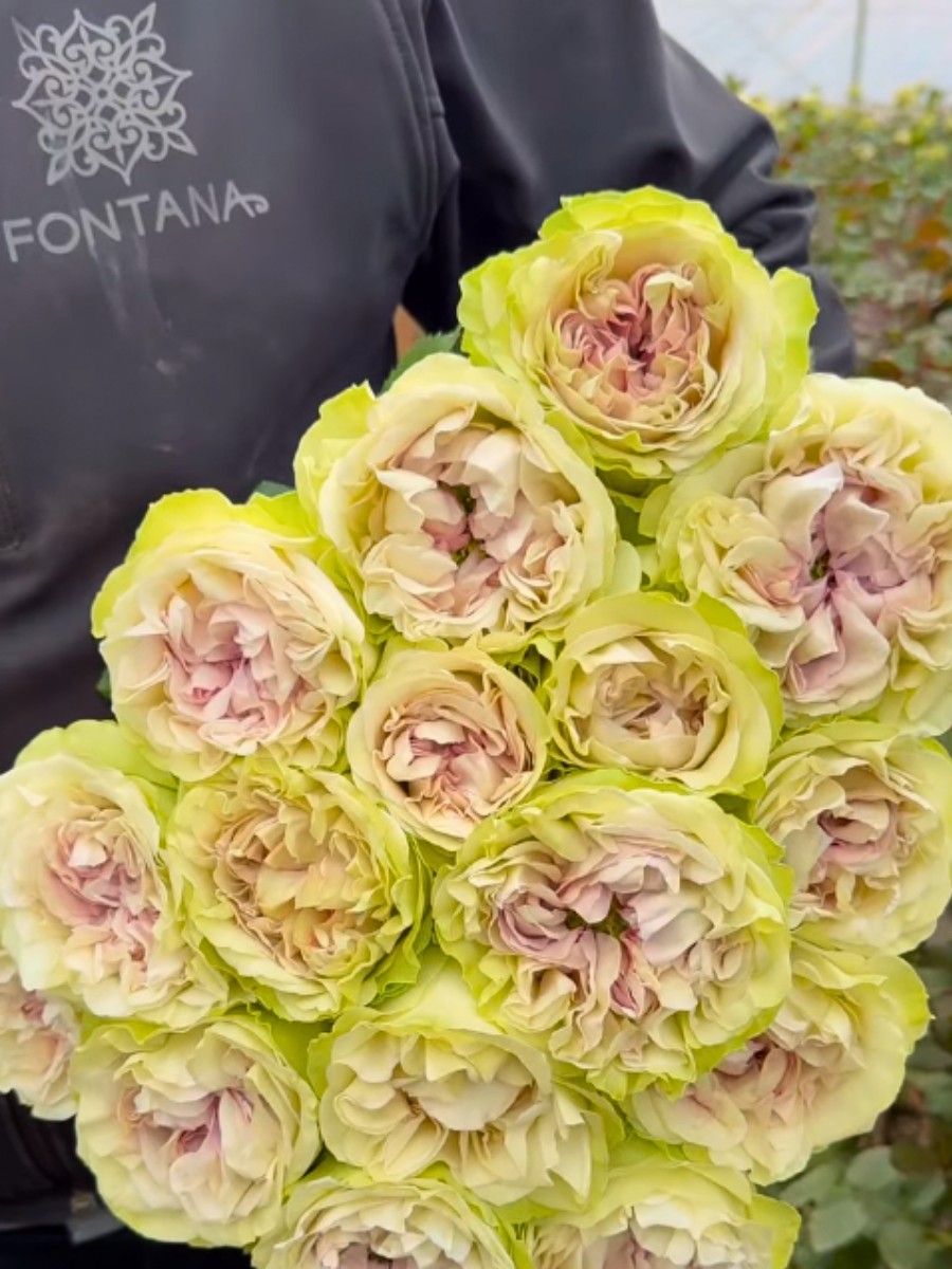 The Delightful Rose Magique From Fontana Flowers, Bred by Interplant Roses.