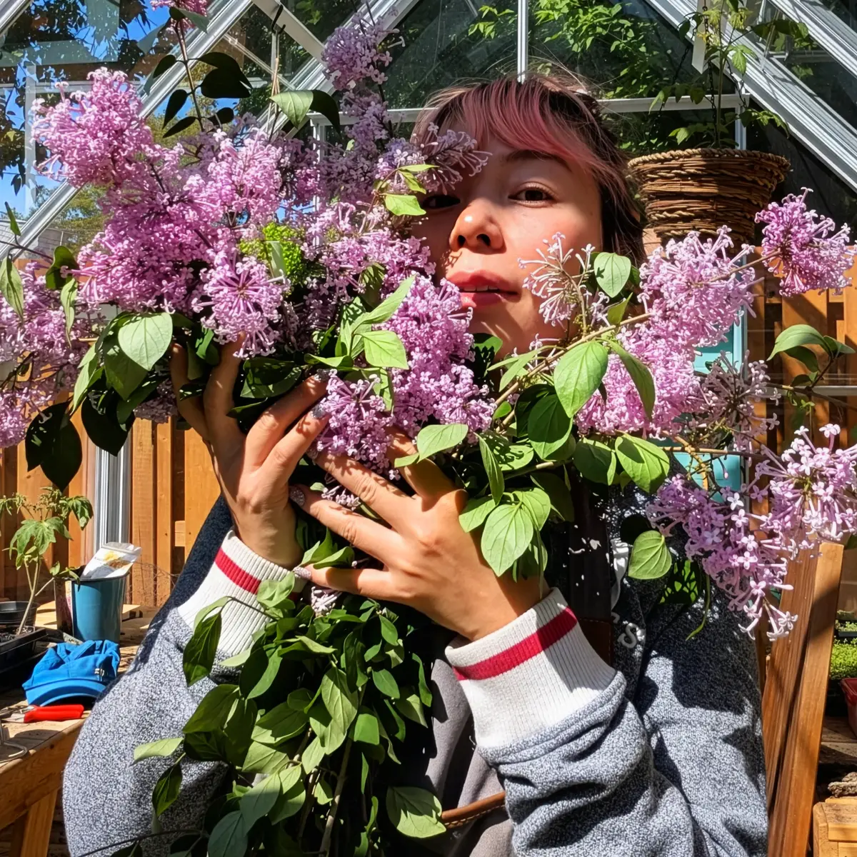 Lilac flower meaning