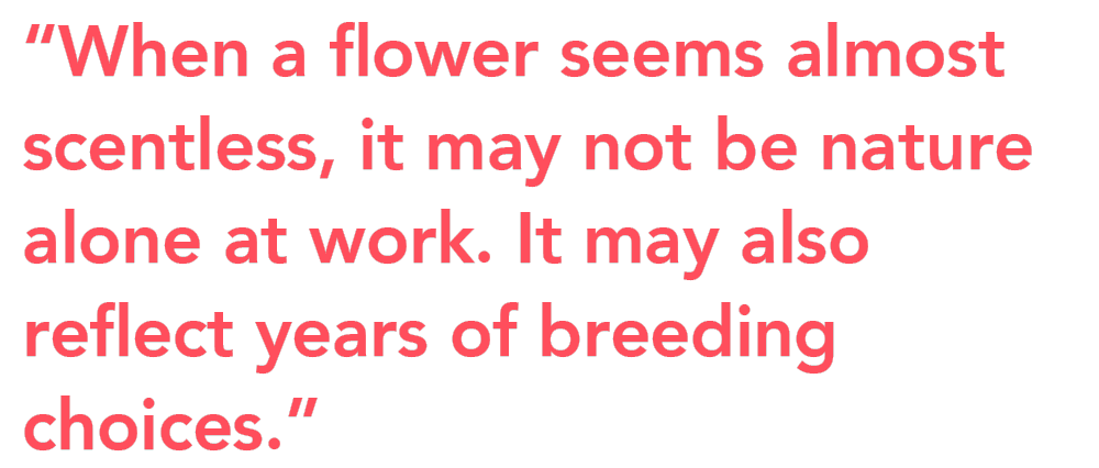Why Flowers Have No Scent quote
