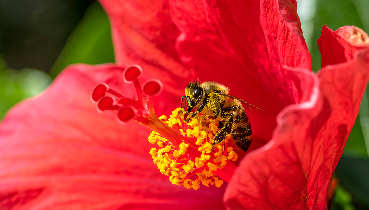 Bee on red Hibiscus by Mohamad Afiq Haikal Zaihan