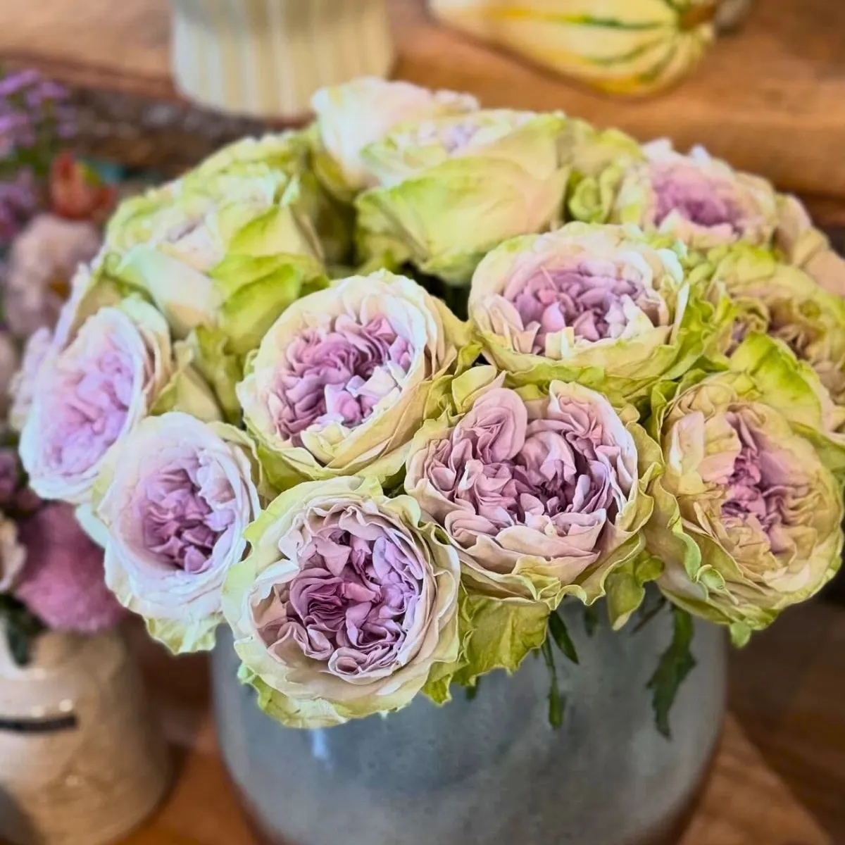 The Delightful Rose Magique From Fontana Flowers, Bred by Interplant Roses.