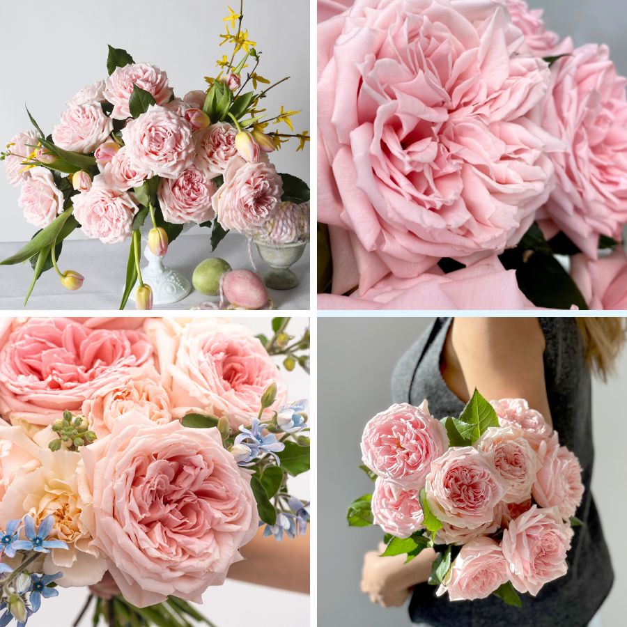 Garden rose Princess Hitomi