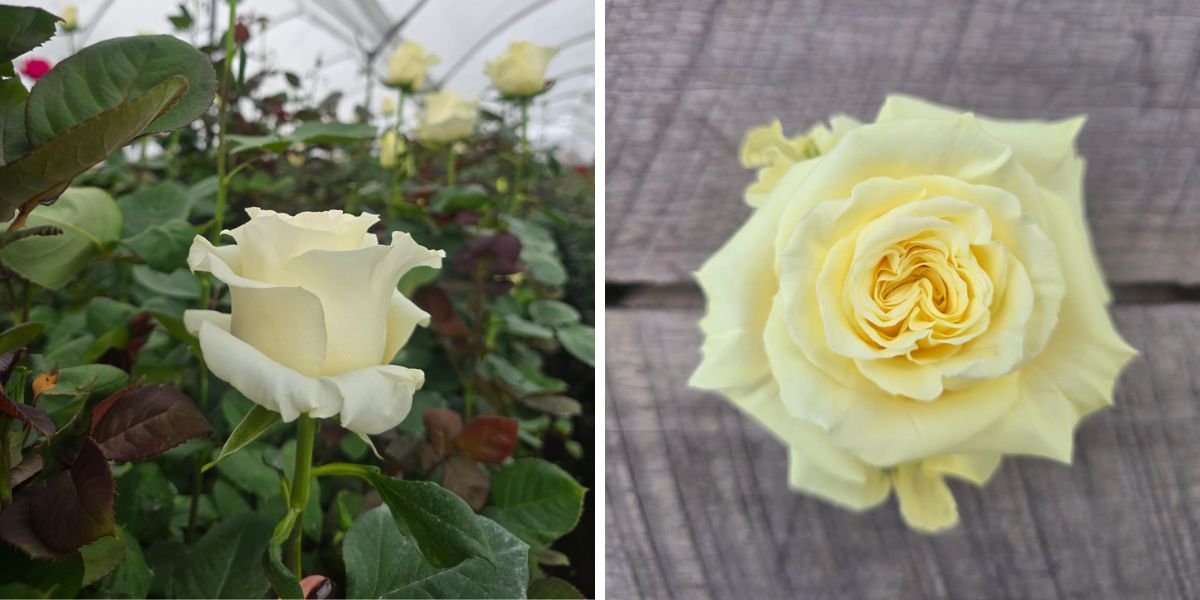 Cream Enigma roses by De Ruiter