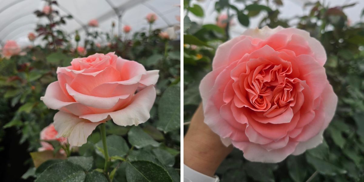 Rose Enigma rose by De Ruiter