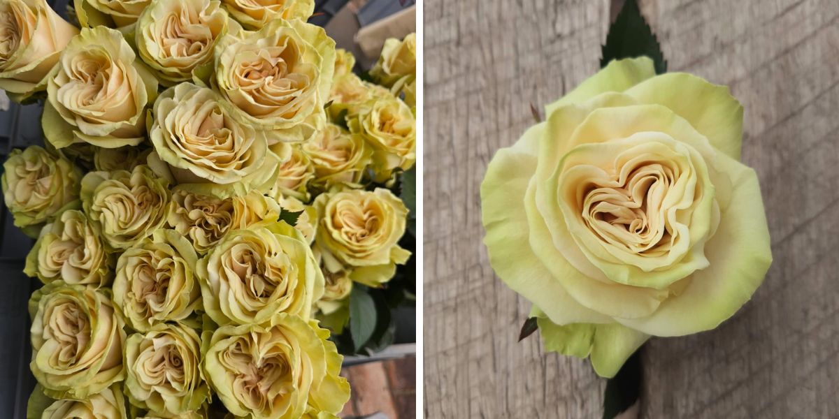 Rose Cream Enigma by De Ruiter