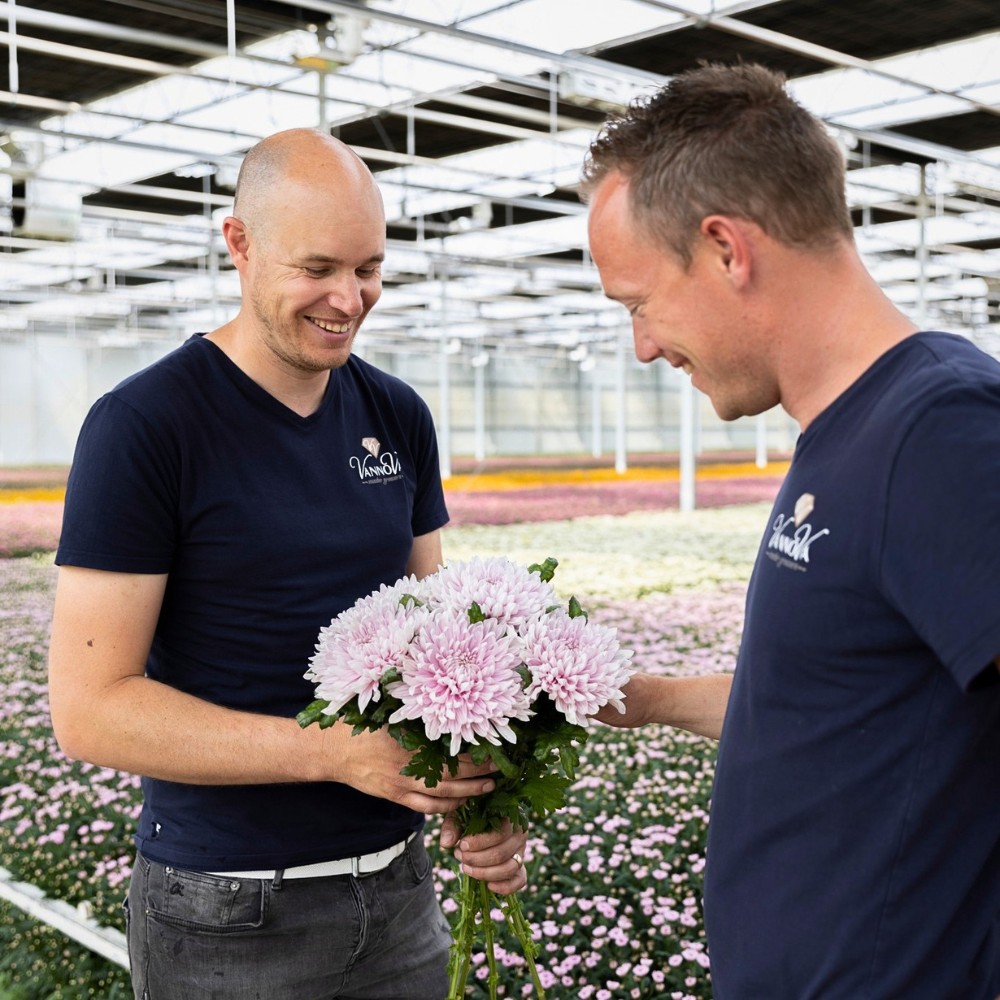 How Does the Breeding of Chrysanthemums Work? Here&rsquo;s the Long Process to Getting New Chrysanth Varieties.