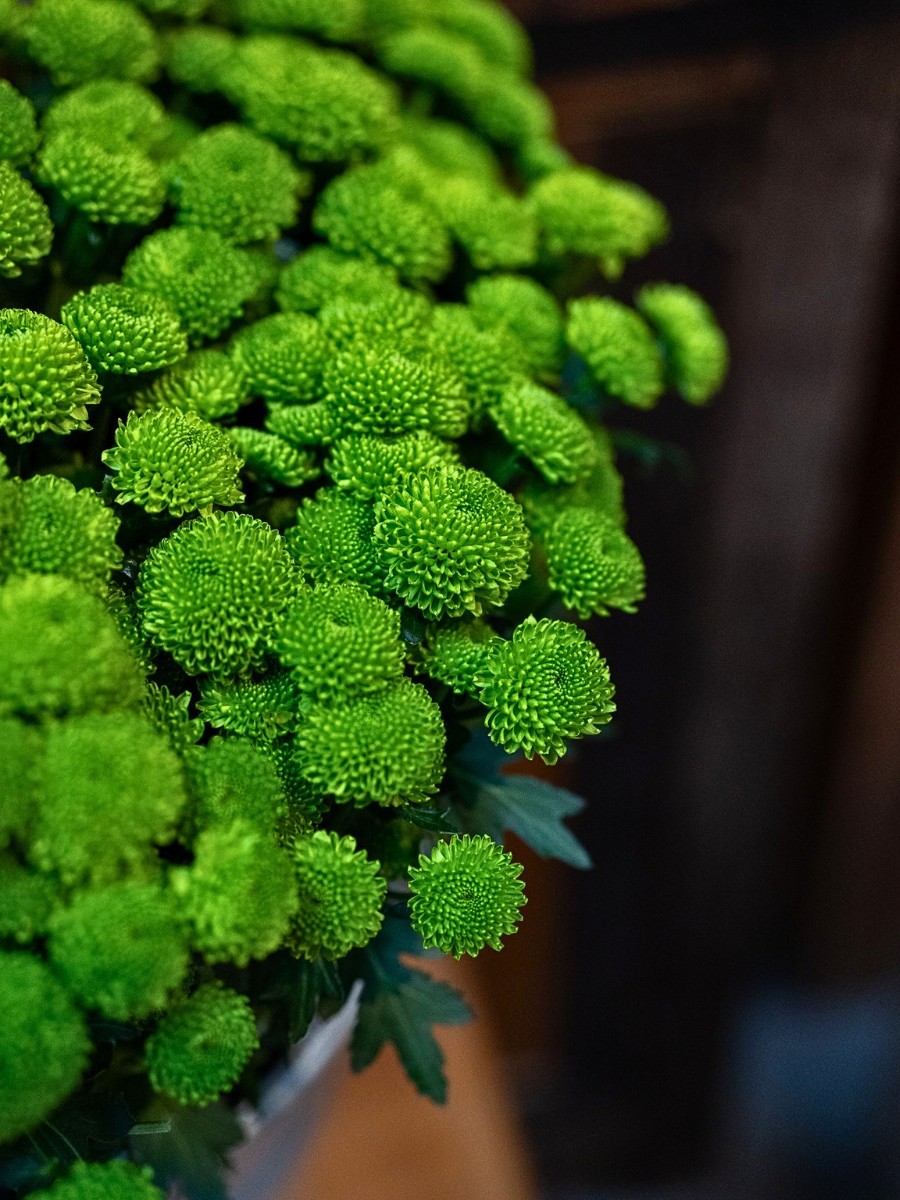 How Does the Breeding of Chrysanthemums Work? Here&rsquo;s the Long Process to Getting New Chrysanth Varieties.