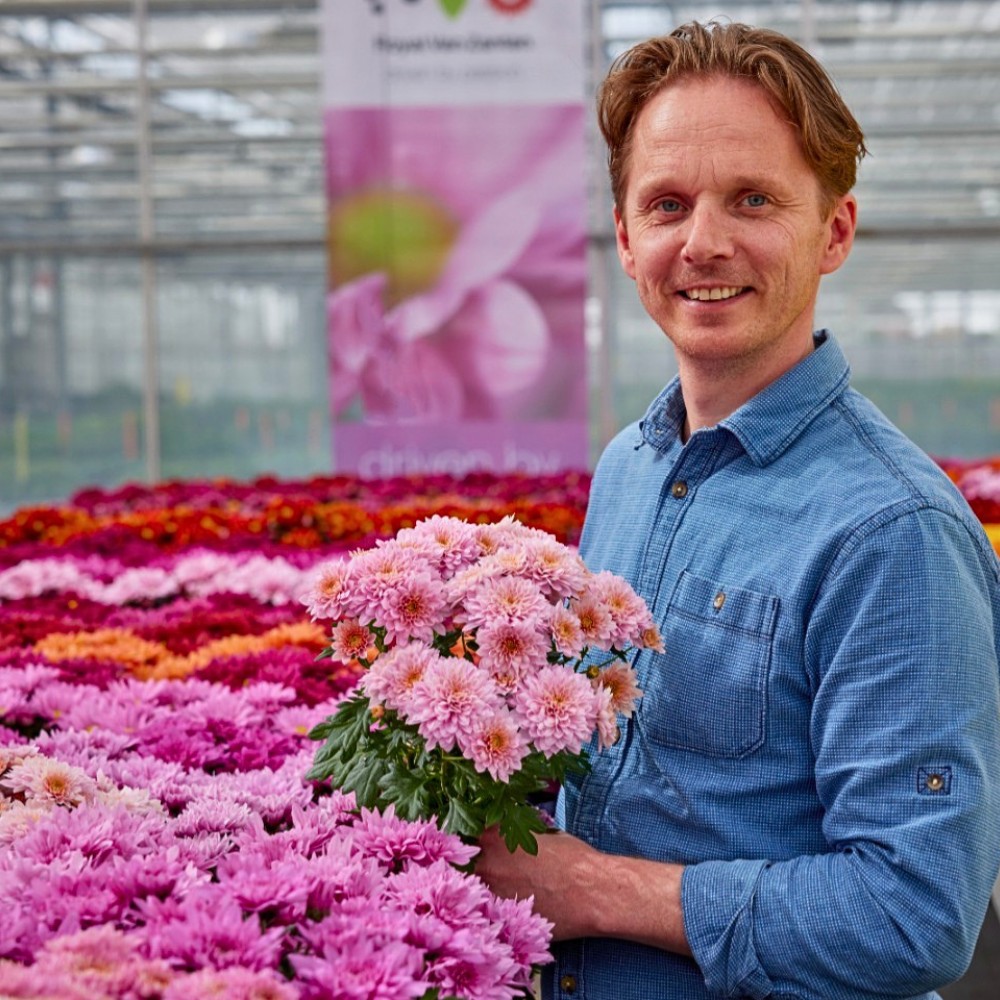 How Does the Breeding of Chrysanthemums Work? Here&rsquo;s the Long Process to Getting New Chrysanth Varieties.