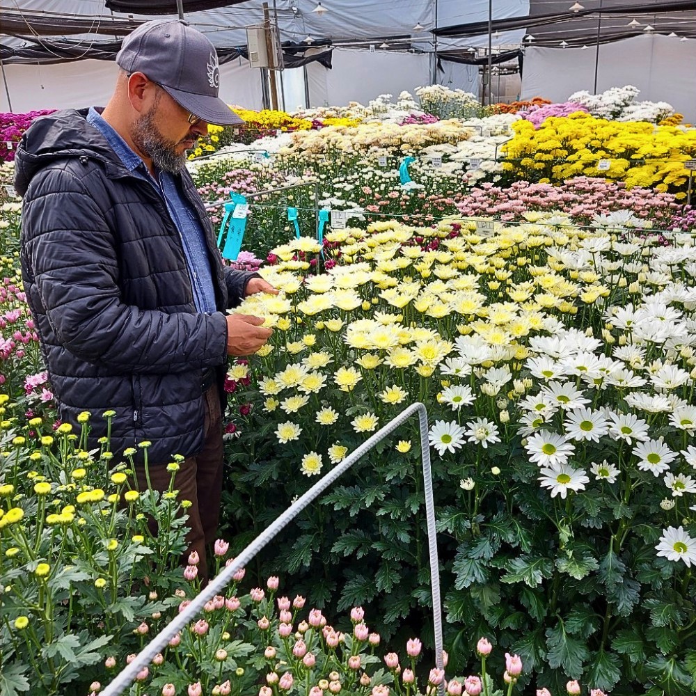 How Does the Breeding of Chrysanthemums Work? Here&rsquo;s the Long Process to Getting New Chrysanth Varieties.