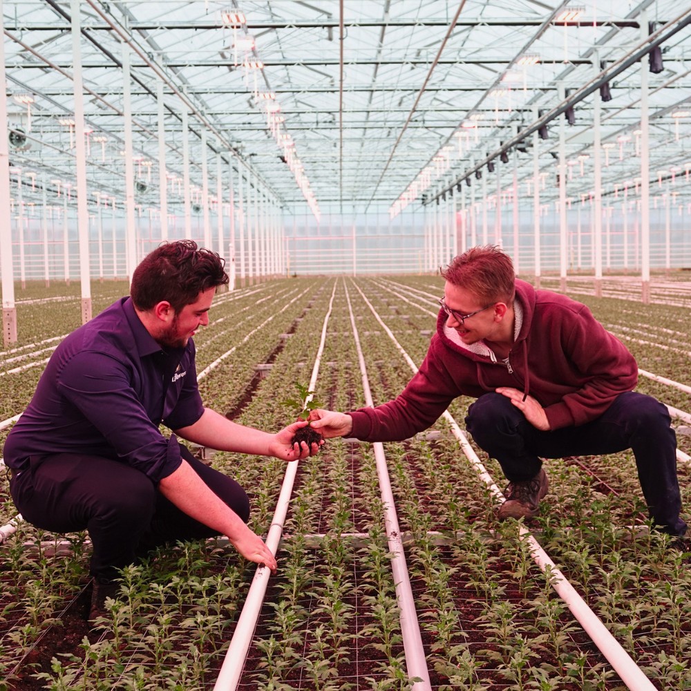 How Does the Breeding of Chrysanthemums Work? Here&rsquo;s the Long Process to Getting New Chrysanth Varieties.
