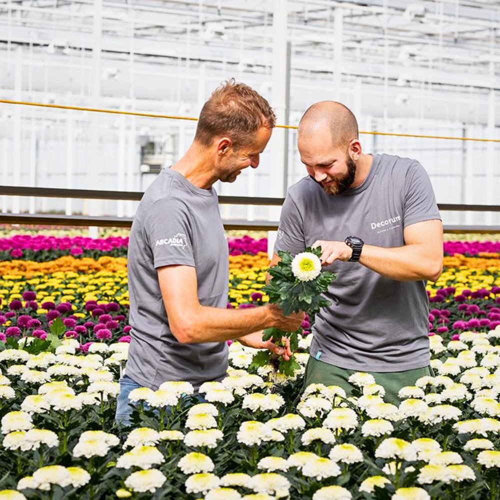 How Does the Breeding of Chrysanthemums Work? Here&rsquo;s the Long Process to Getting New Chrysanth Varieties.