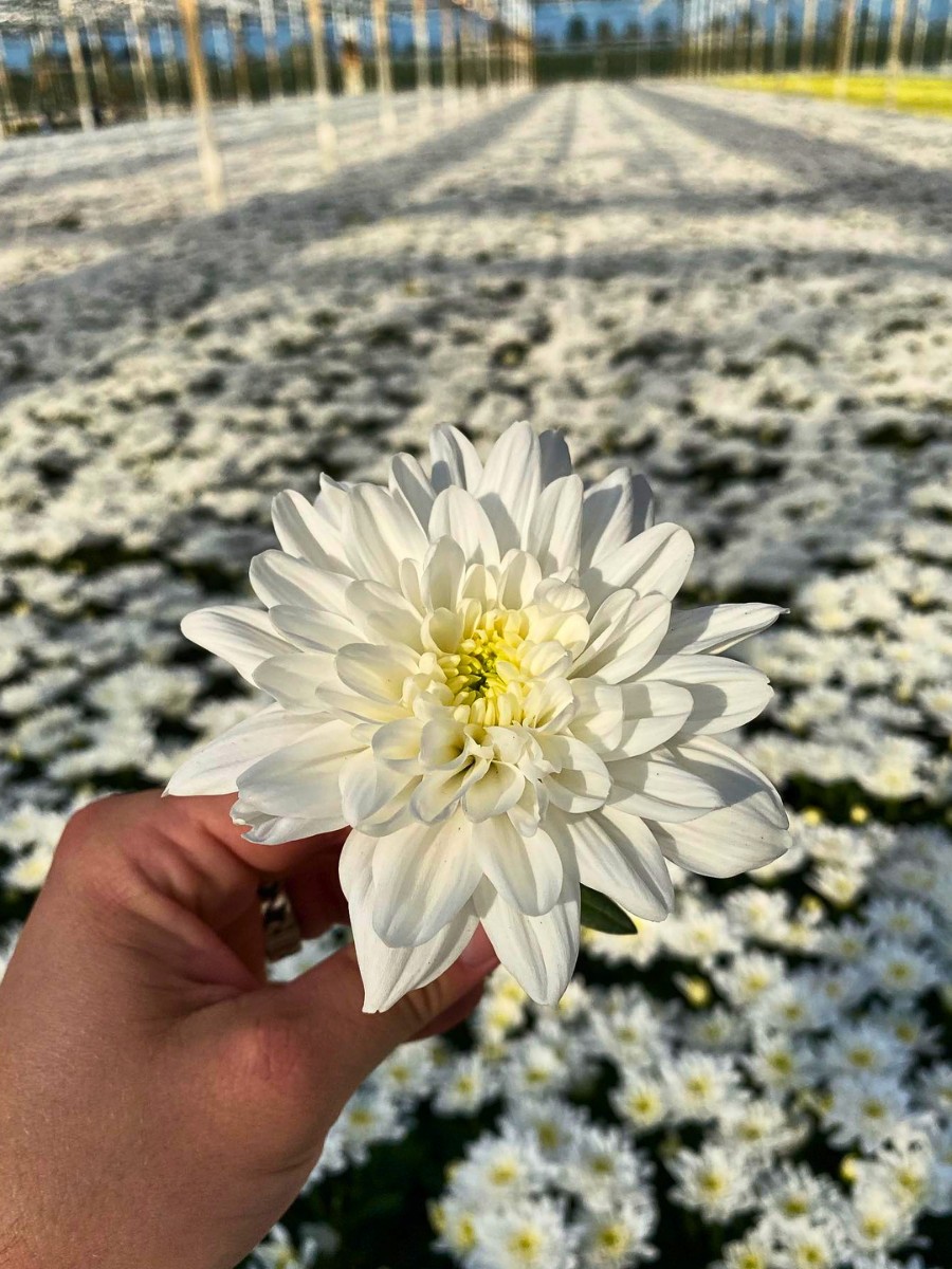 How Does the Breeding of Chrysanthemums Work? Here&rsquo;s the Long Process to Getting New Chrysanth Varieties.