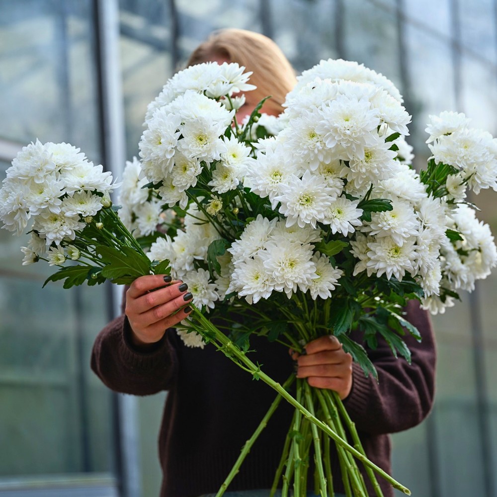 How Does the Breeding of Chrysanthemums Work? Here&rsquo;s the Long Process to Getting New Chrysanth Varieties.