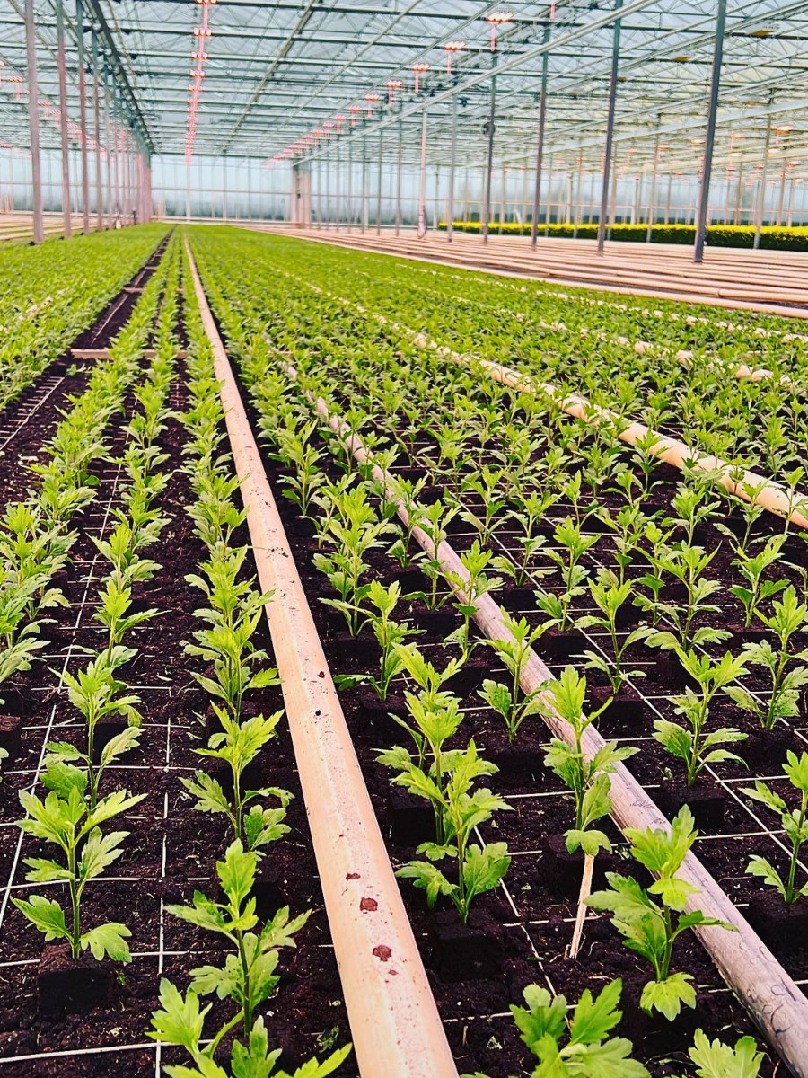 How Does the Breeding of Chrysanthemums Work? Here&rsquo;s the Long Process to Getting New Chrysanth Varieties.