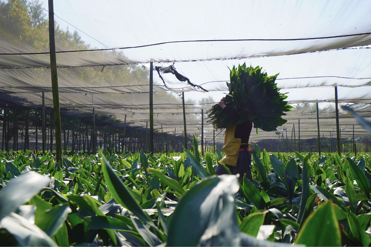 Aspidistra leaves by TAK
