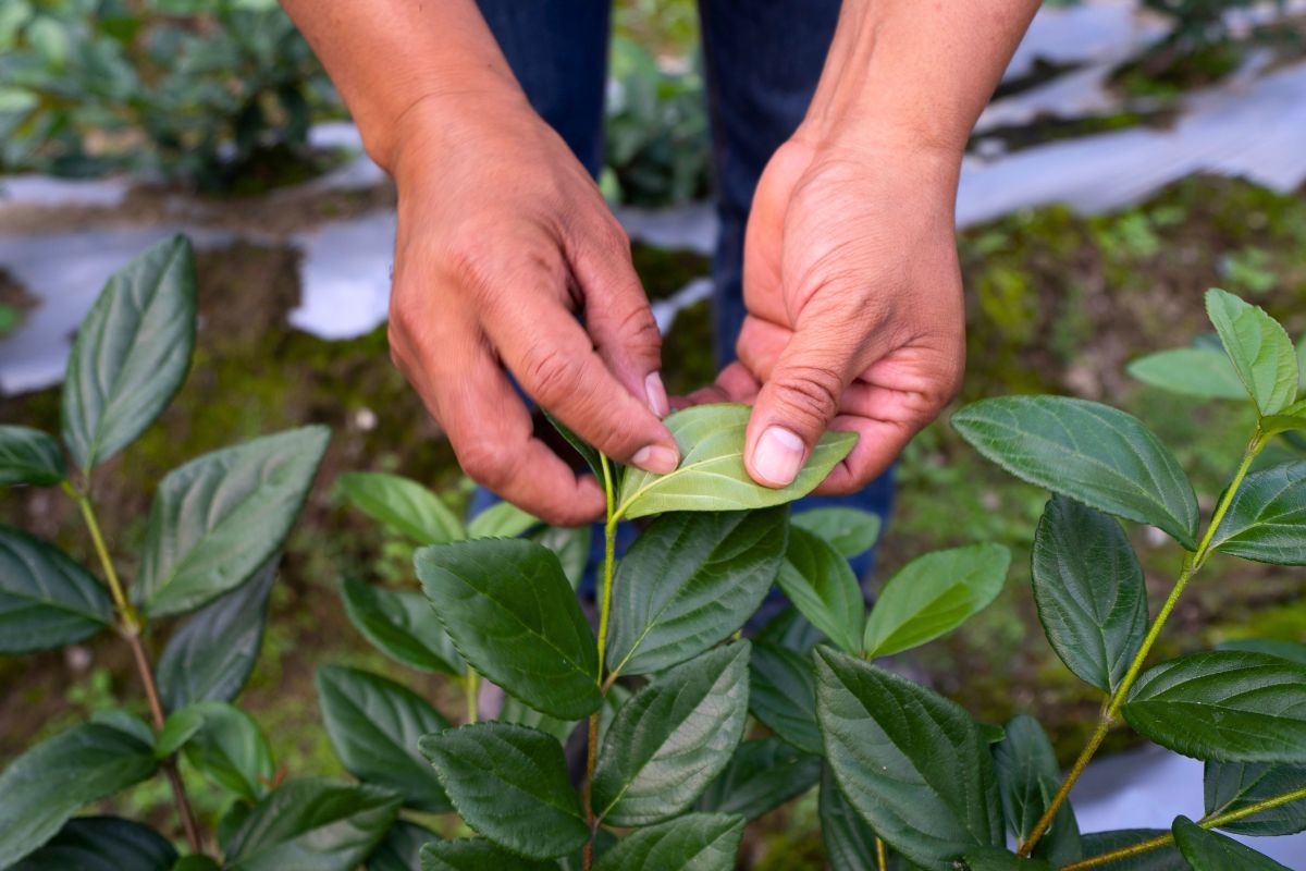 Checking Viburnum leaves