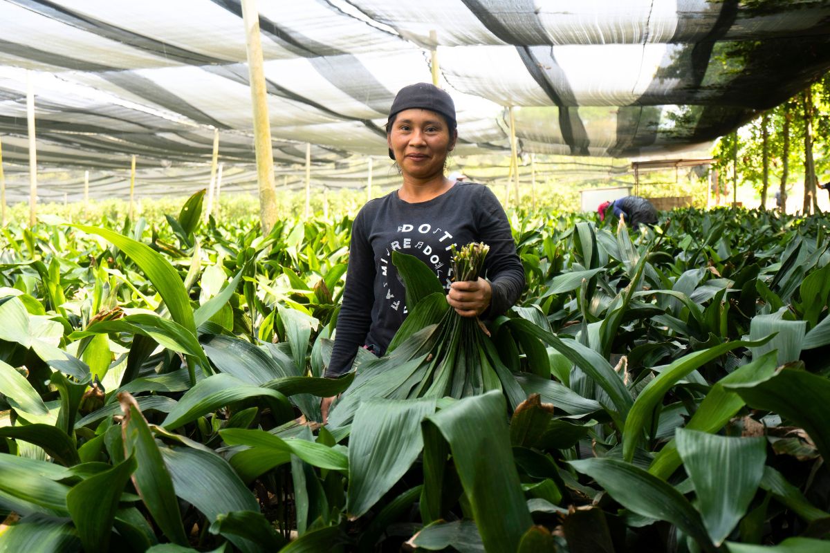 Fresh Aspidistra green leaves