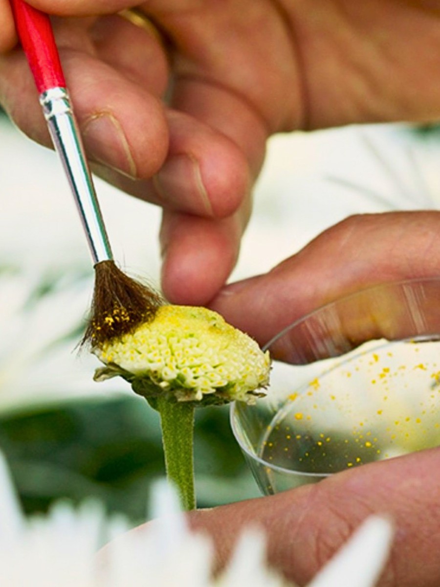 What does the full journey of chrysanths entail: from their breeding through propagation, and growing?