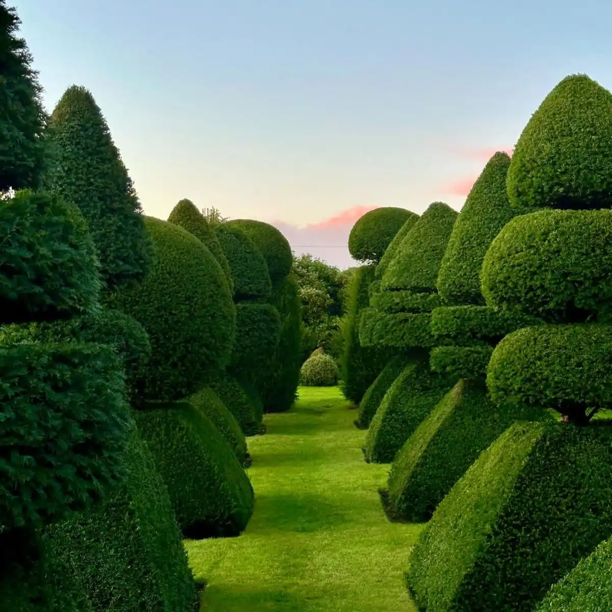 Evergreen Shrubs for Privacy Feature Image