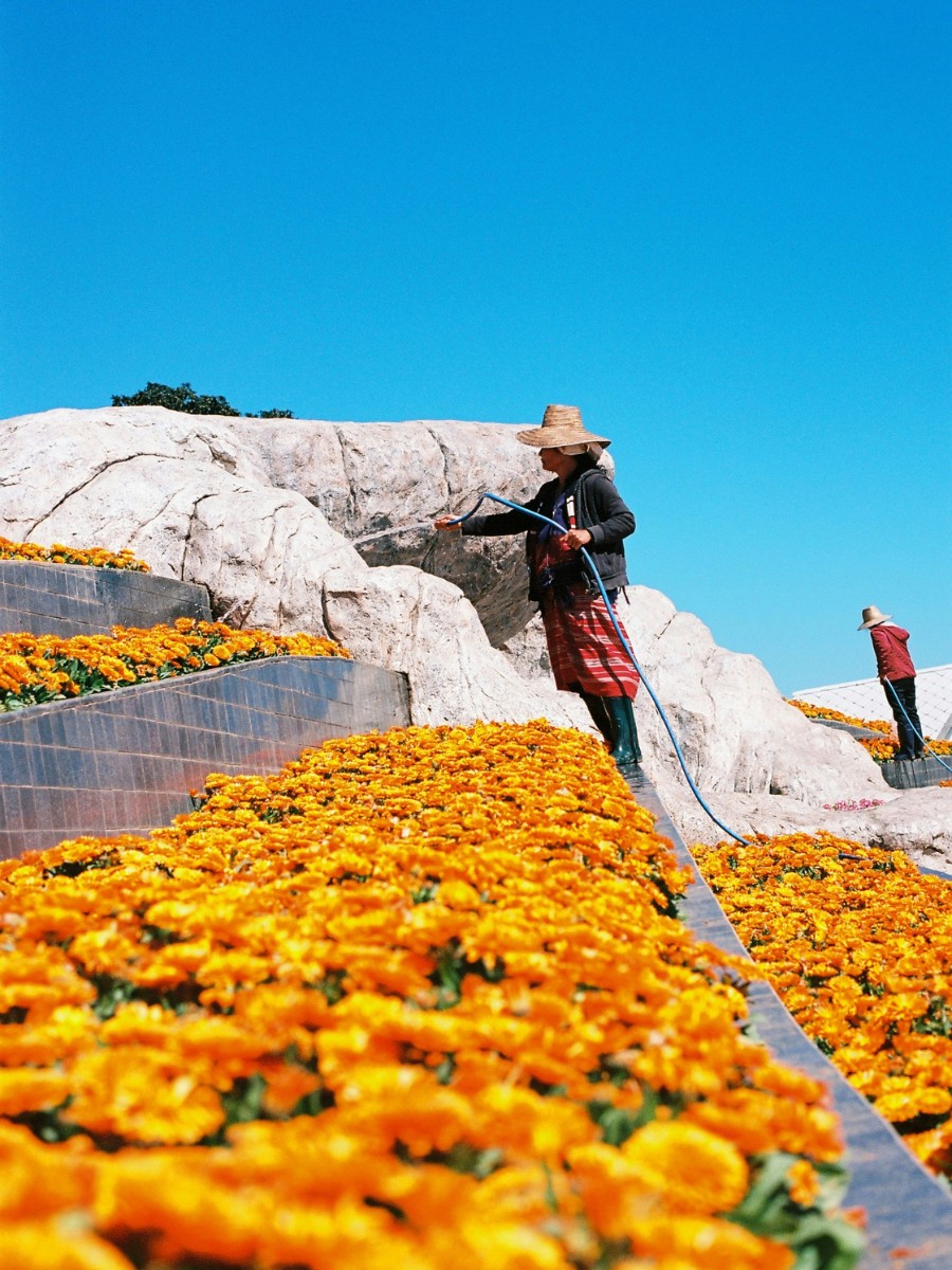 Chemical and Biological Crop Protection in Floriculture &ndash; Understanding the Nuances