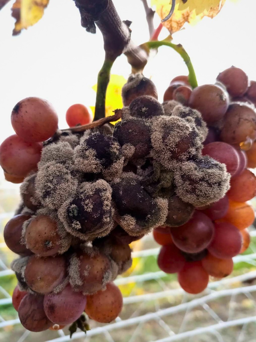 Chemical and Biological Crop Protection in Floriculture &ndash; Understanding the Nuances