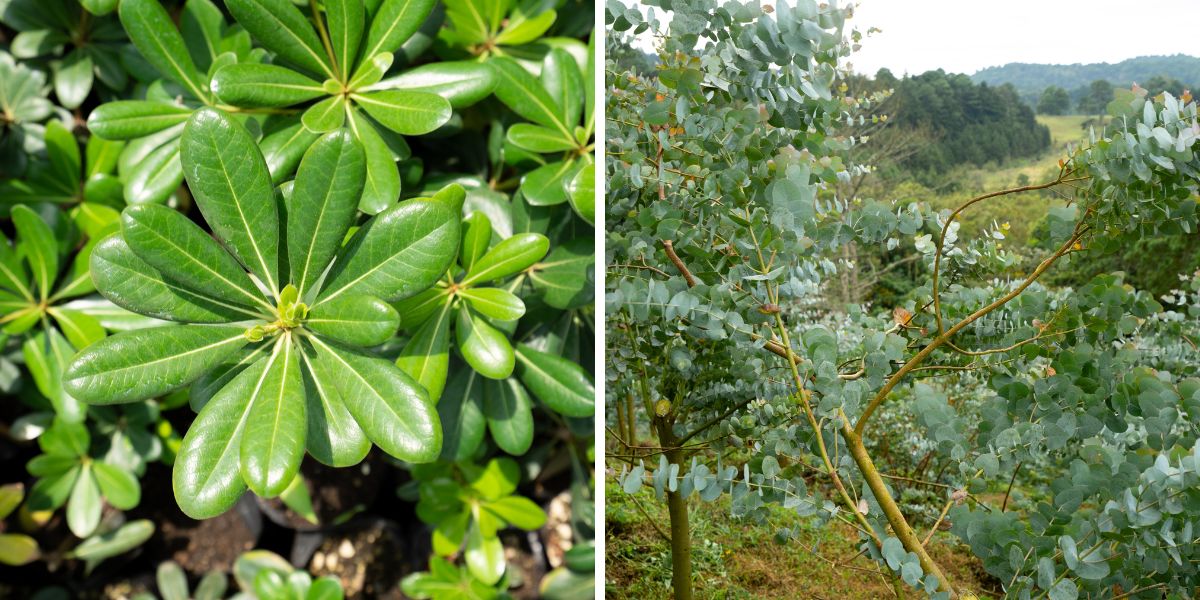 Pittosporum and Eucalyptus trees by TAK