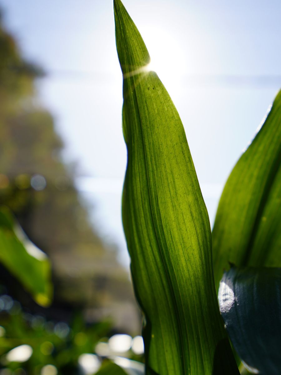 Aspidistra leaf in the sun Aspidistra leaf in the sun