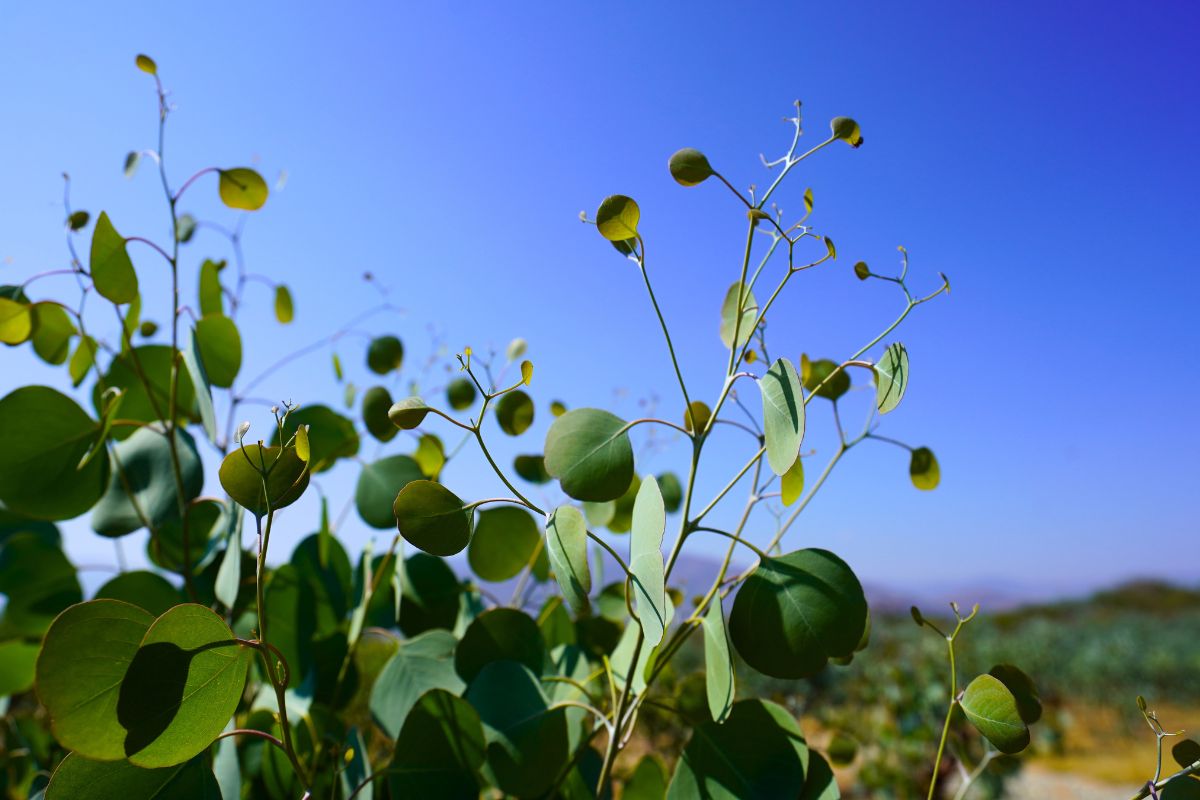 Eucalyptus in Guatemala