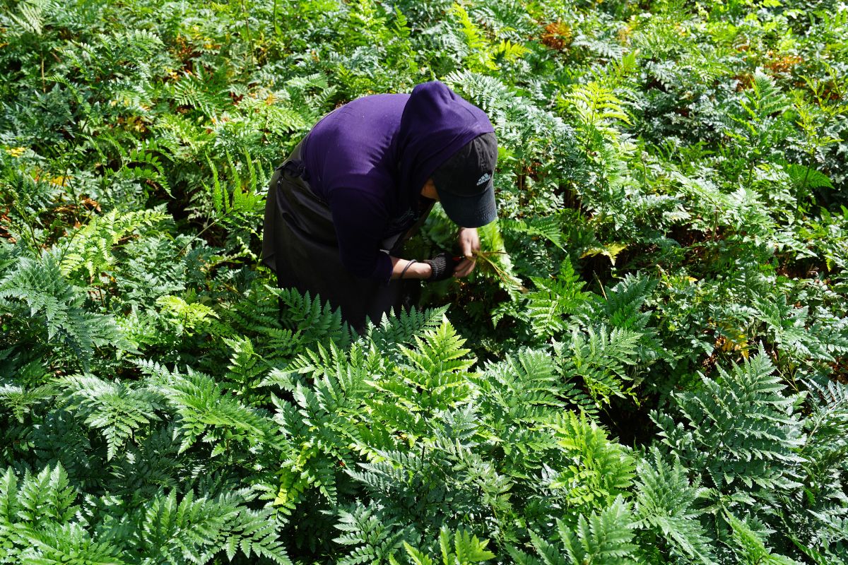 Leatherleaf fern by TAK