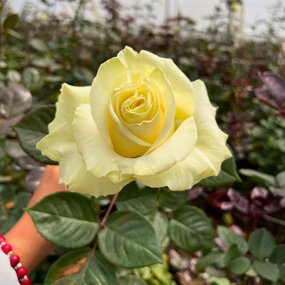 What You&rsquo;d Want to Know When It Comes to Chemical and Biological Crop Protection Approaches in Floriculture