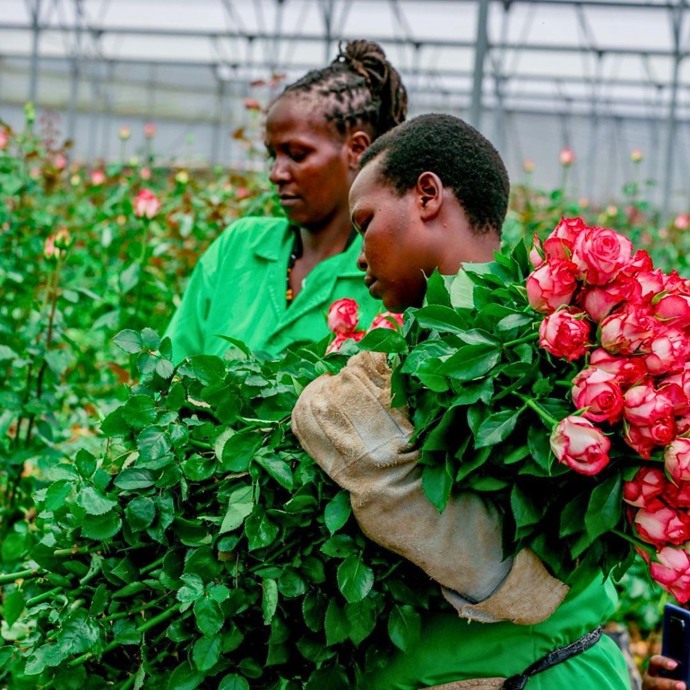 KFC Calls for Government Support as Middle East Conflict Sparks Export Disruptions