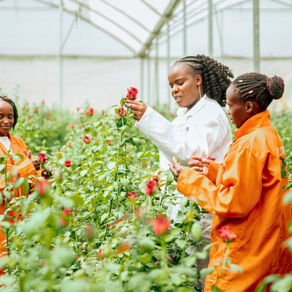 KFC Calls for Government Support as Middle East Conflict Sparks Export Disruptions