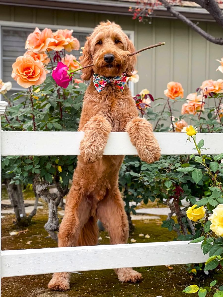 A happy dog in a rose garden