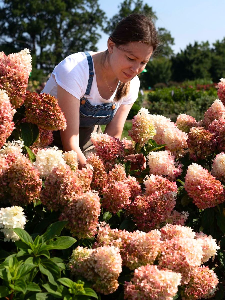 A hydrangea garden
