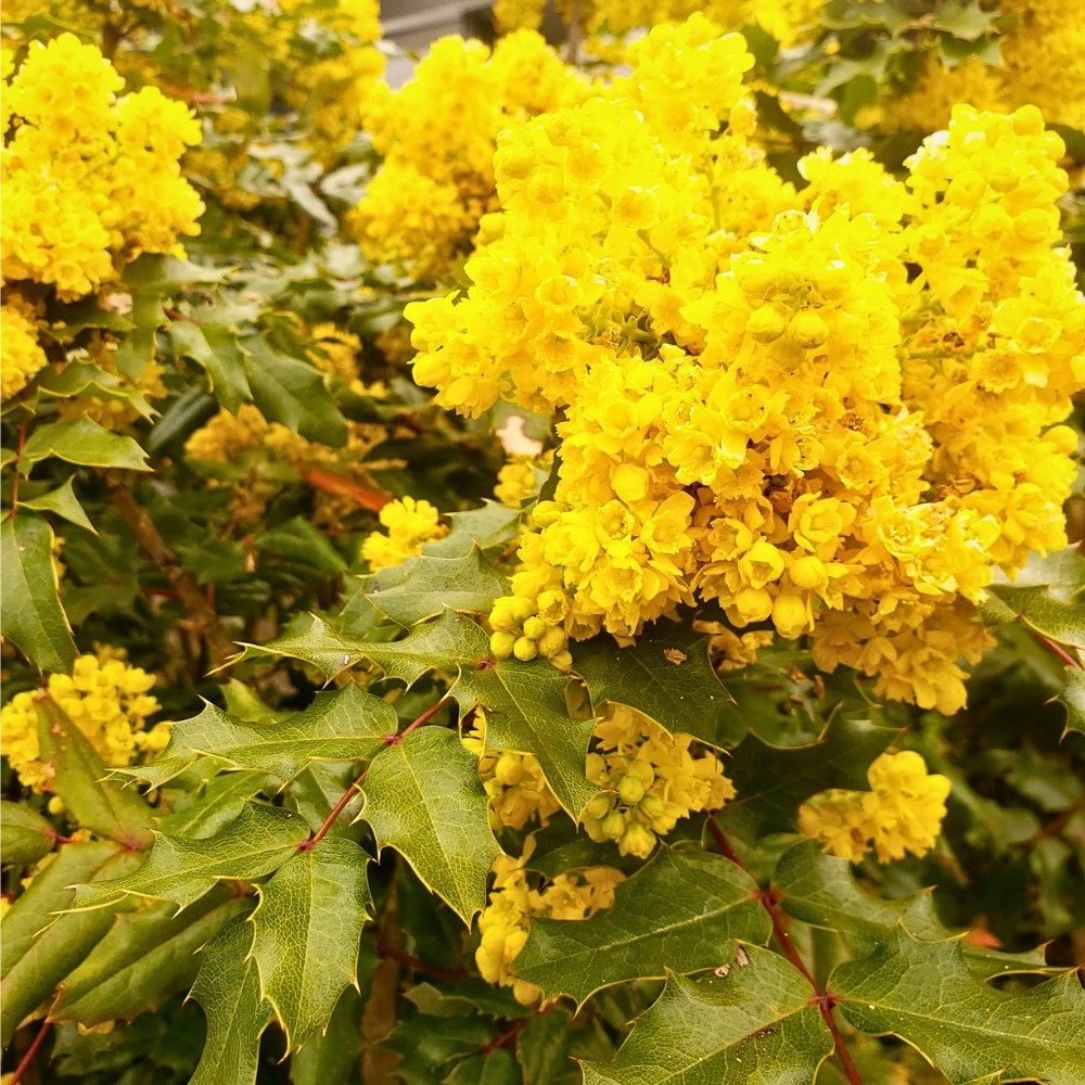 Creeping Oregon grape Mahonia repens or Mahonia repens creeping Oregon grape