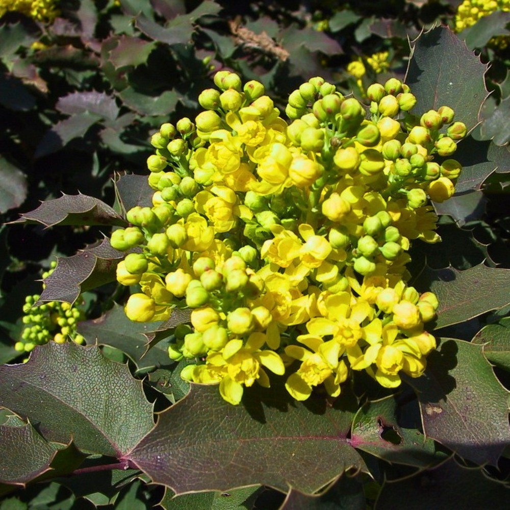 A frequent design question is what to plant next to the Creeping Oregon grape so it feels intentional and layered, not just a solitary carpet. 