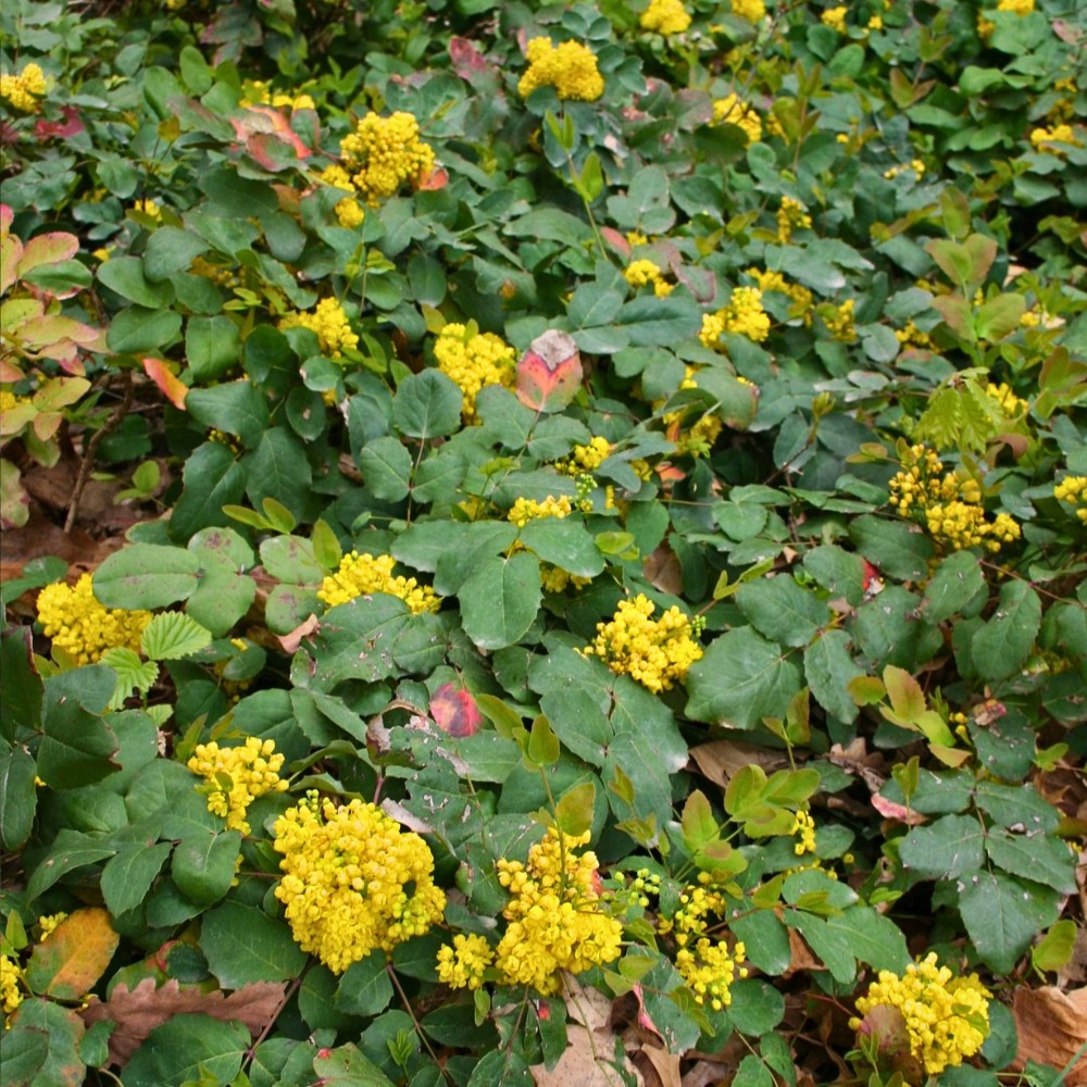 How fast does Mahonia repens spread? Mahonia repens plants spread at a moderate rate through underground rhizomes.