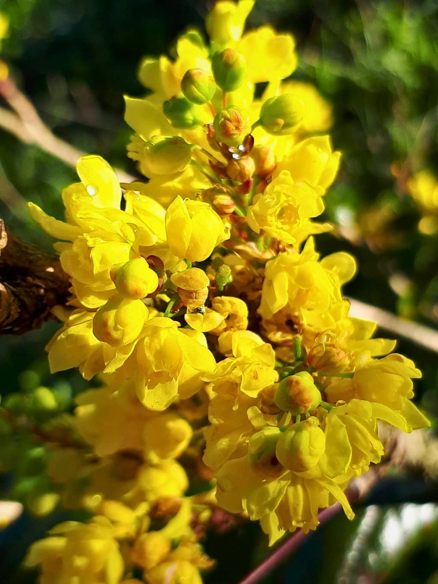 What is the difference between Mahonia repens and Berberis repens? They are the same plant. Mahonia repens and Berberis repens are two valid scientific names for creeping Oregon grape.