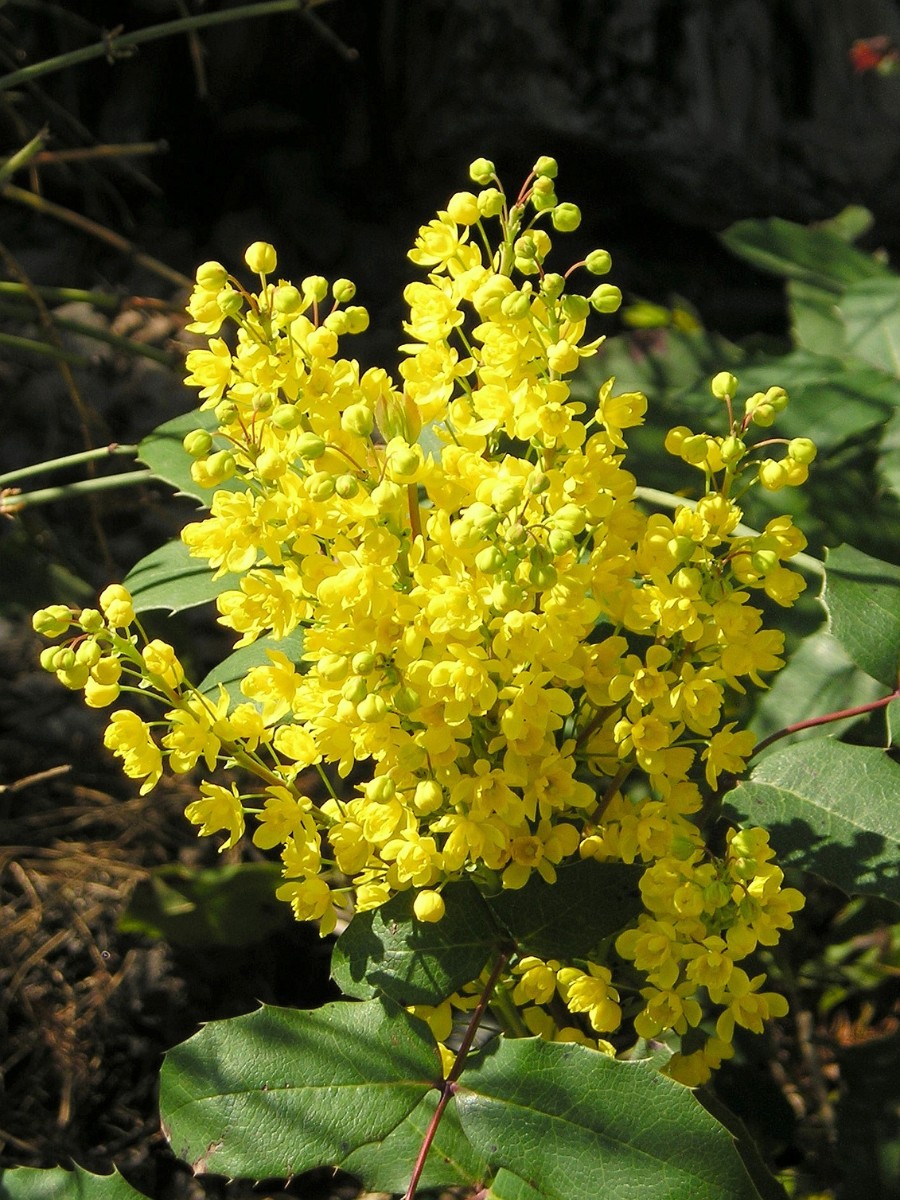 Is creeping Oregon grape edible, and how do you use the berries? Yes, creeping Oregon grape is edible. The berries are safe to eat and have been used as food by Indigenous peoples for centuries. 