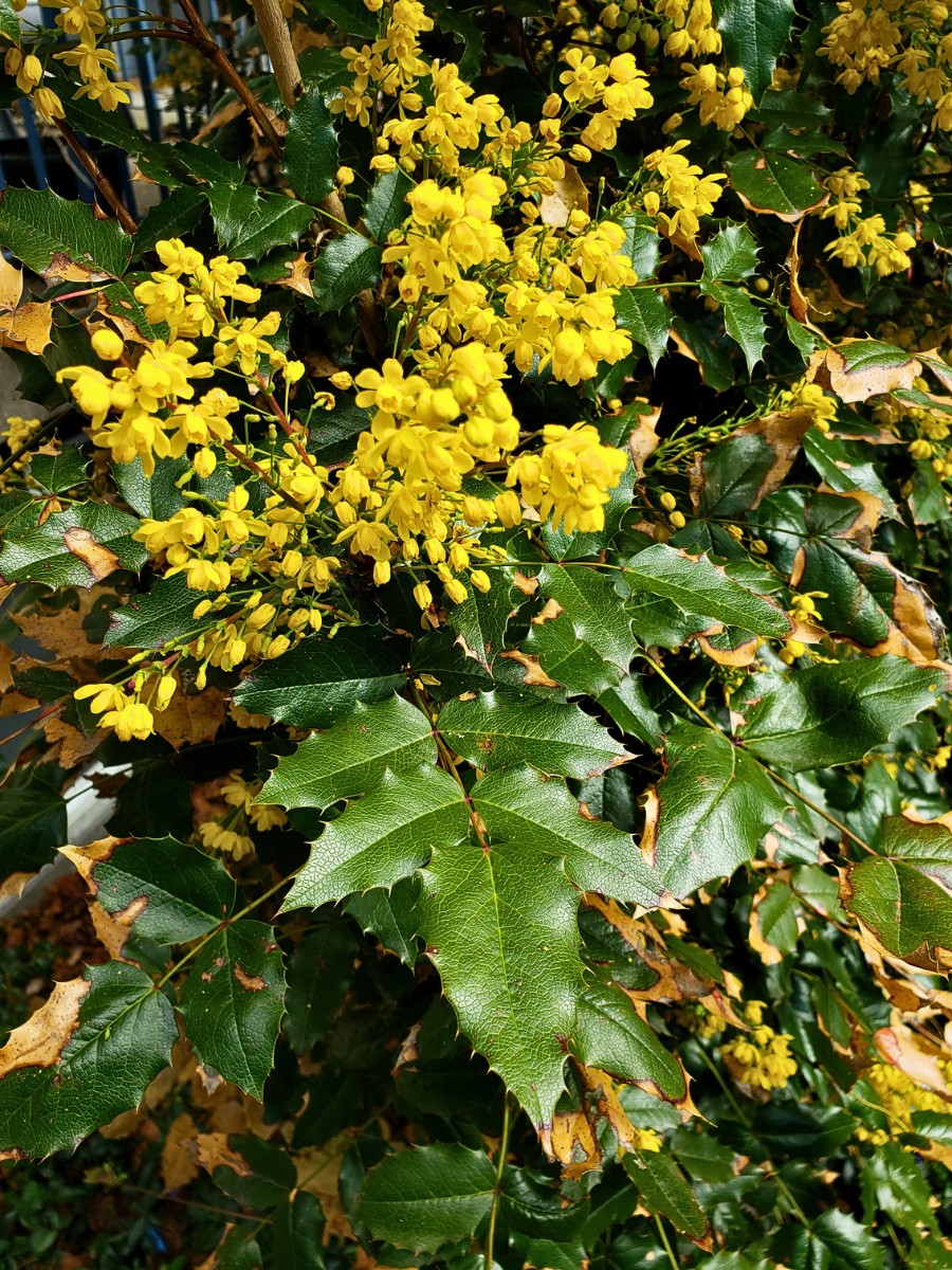 How do you prune creeping Oregon grapes? Creeping Oregon grapes require very little pruning. If you need to control the plant's spread, trim back stems in late winter or early spring before new growth begins. 