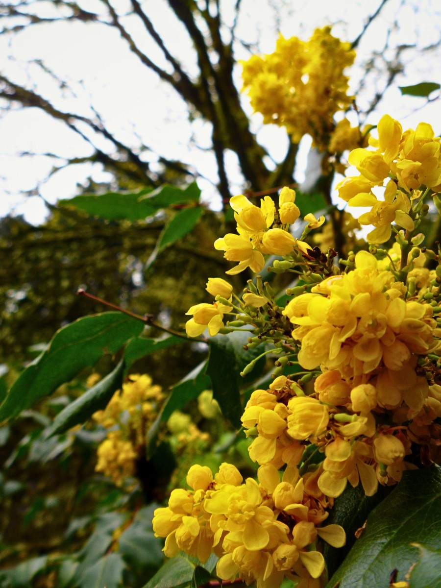 Mahonia repens is quite content to be left alone. It does not necessarily require shaping to stay presentable, and excessive pruning removes the flowering stems that would otherwise produce both flowers and berries.