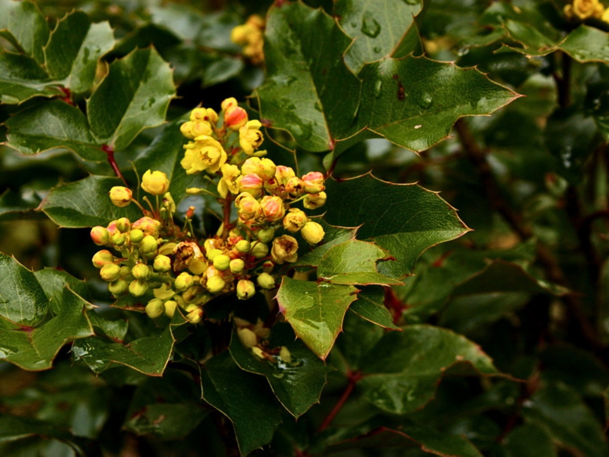 What to plant next to the creeping Oregon grape depends somewhat on your garden's conditions, but several excellent options work well across a range of settings.