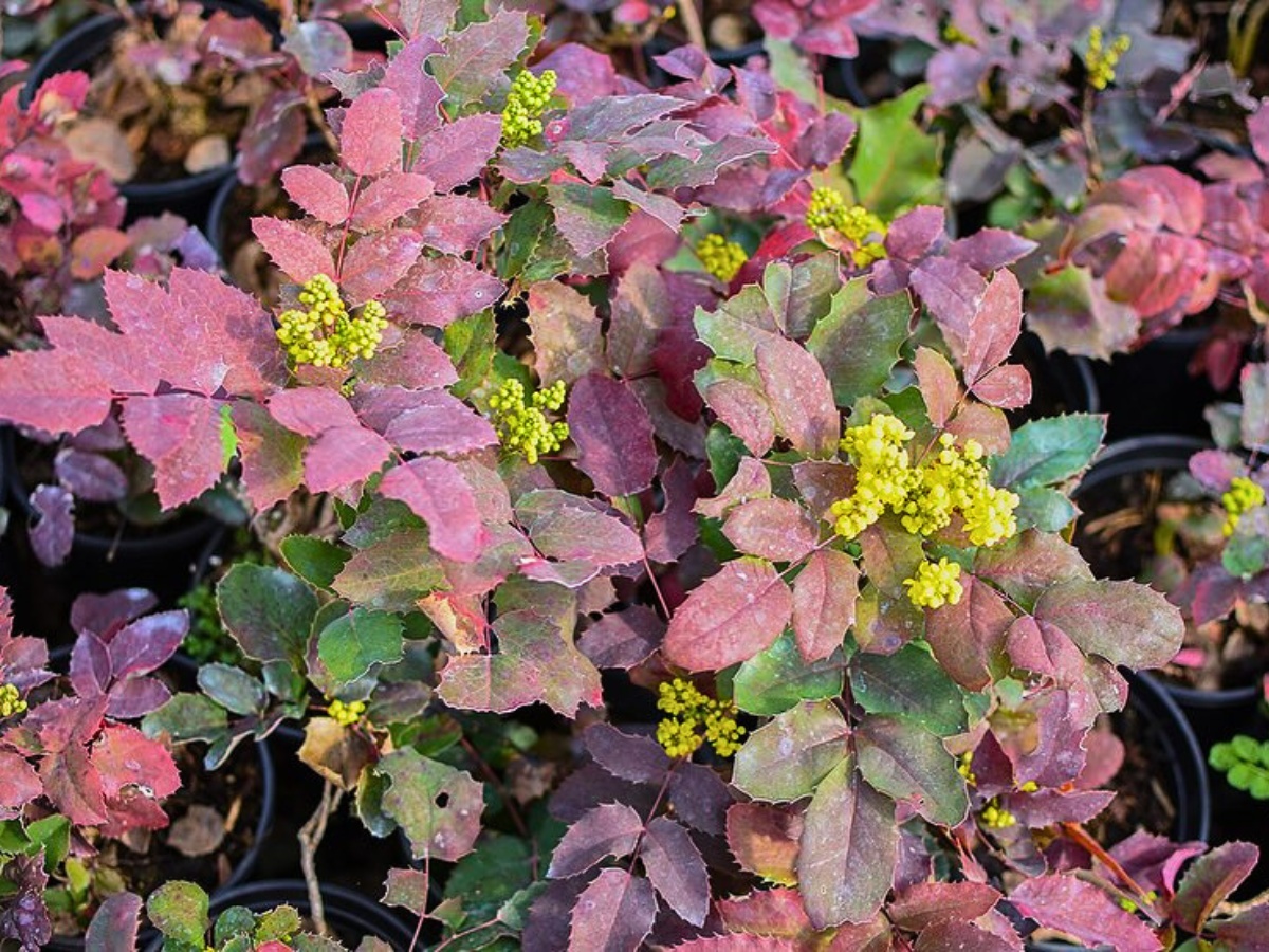 Creeping Oregon Grape, Also Called Creeping Mahonia, Goes By Many Other Names, Like Mahonia Repens, Berberis Repens, Creeping Oregon Grape Mahonia Repens, or Mahonia Repens Creeping Oregon Grape.