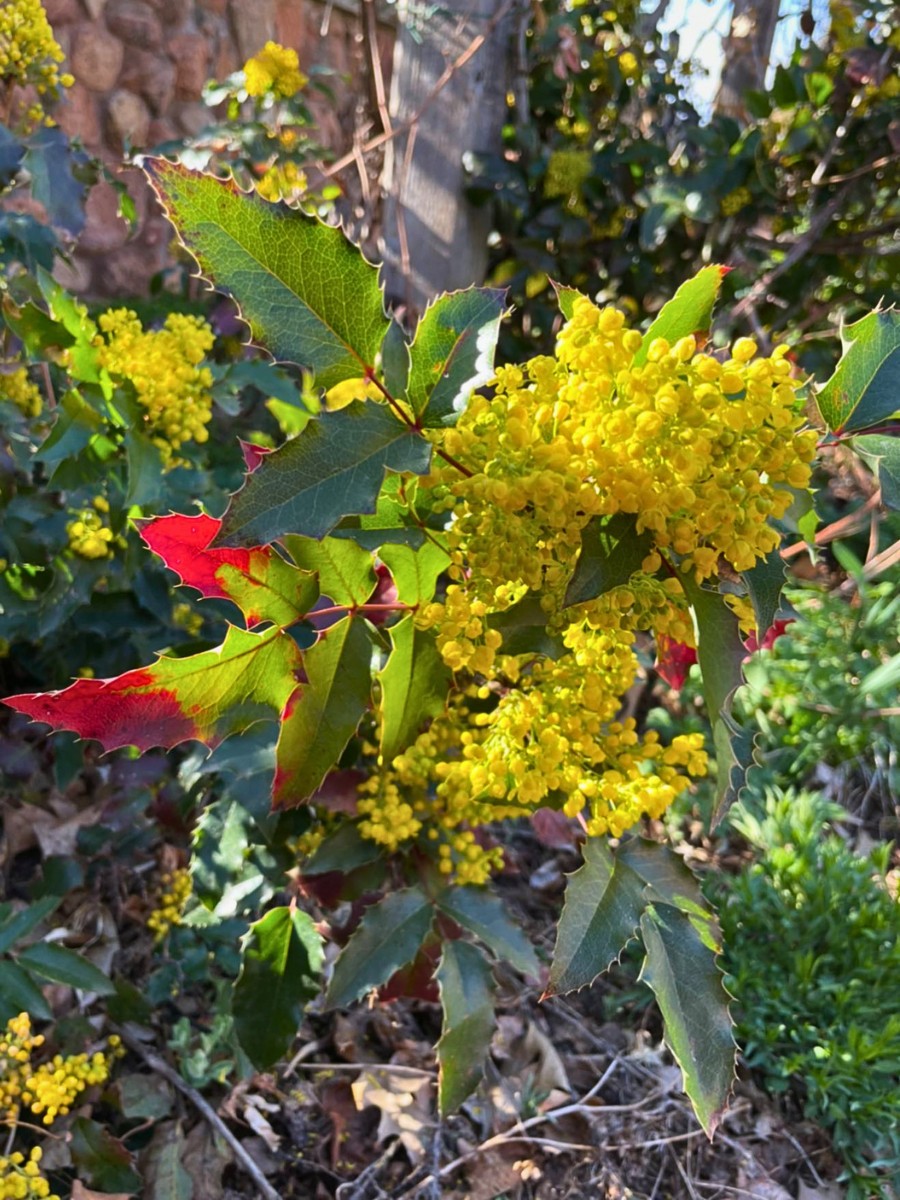 Creeping Oregon Grape, Also Called Creeping Mahonia, Goes By Many Other Names, Like Mahonia Repens, Berberis Repens, Creeping Oregon Grape Mahonia Repens, or Mahonia Repens Creeping Oregon Grape.