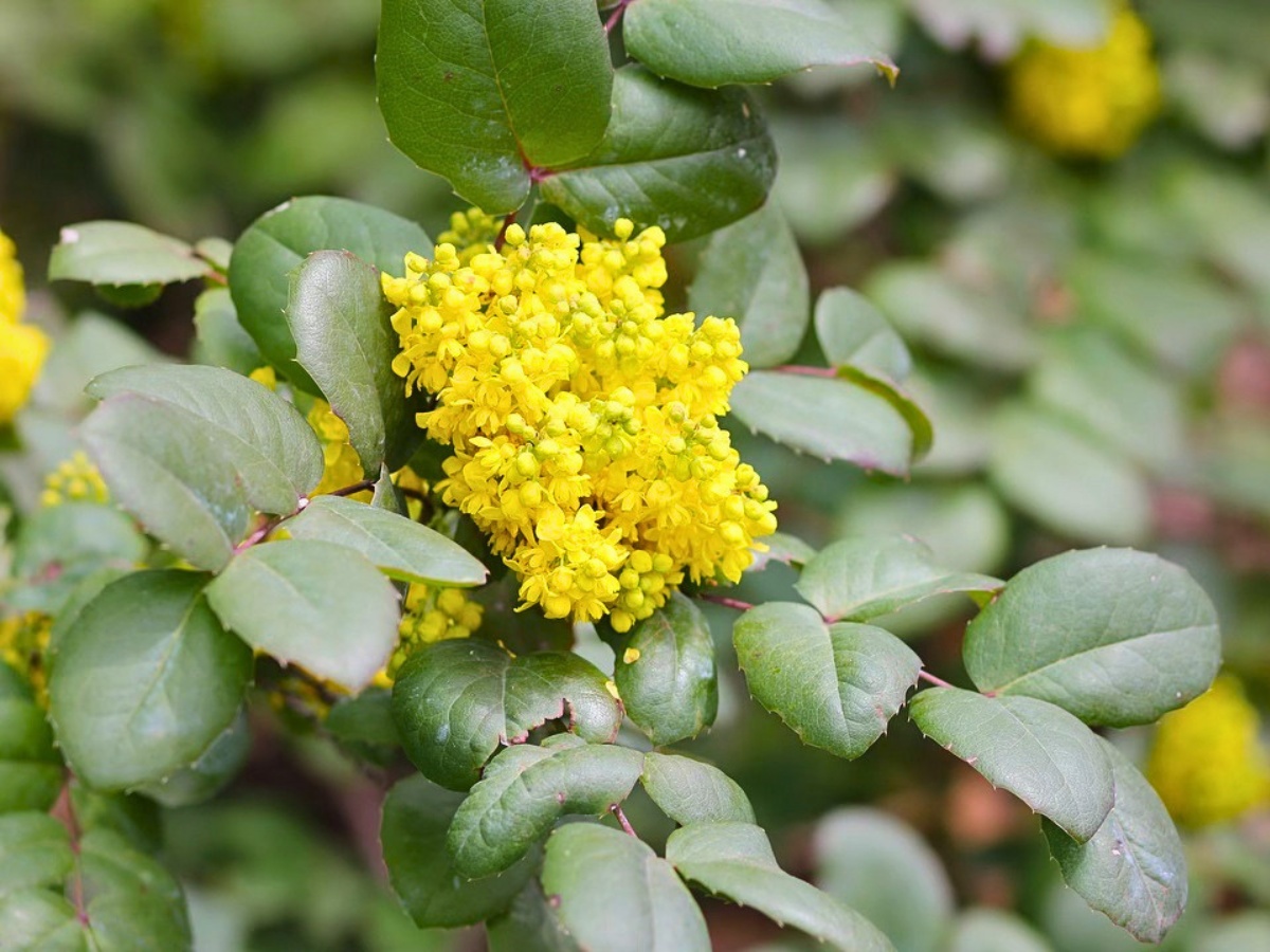 Creeping Oregon Grape, Also Called Creeping Mahonia, Goes By Many Other Names, Like Mahonia Repens, Berberis Repens, Creeping Oregon Grape Mahonia Repens, or Mahonia Repens Creeping Oregon Grape.