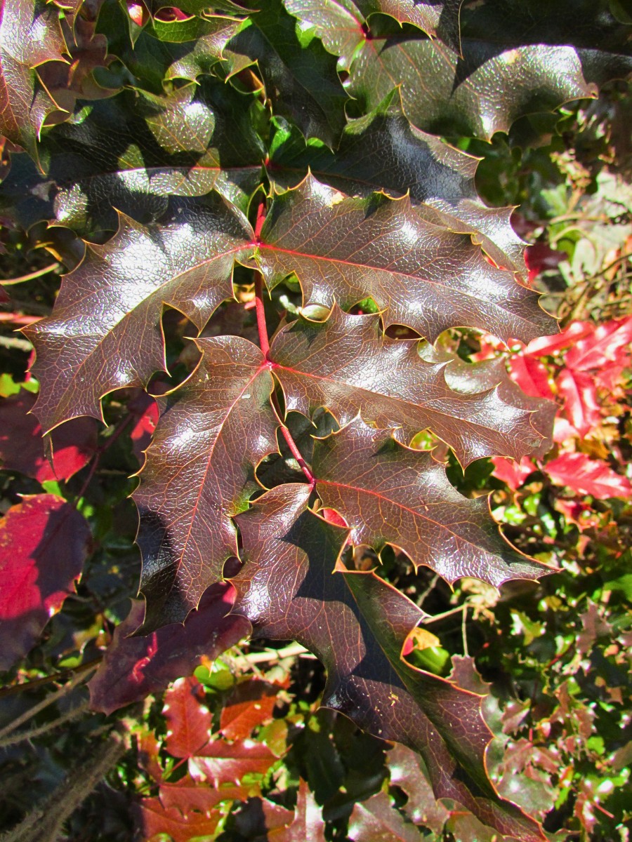 What is the Oregon grape leaf used for? The Oregon grape leaf is used ornamentally in floral design as a substitute for holly, thanks to its similar spiny, glossy appearance. 