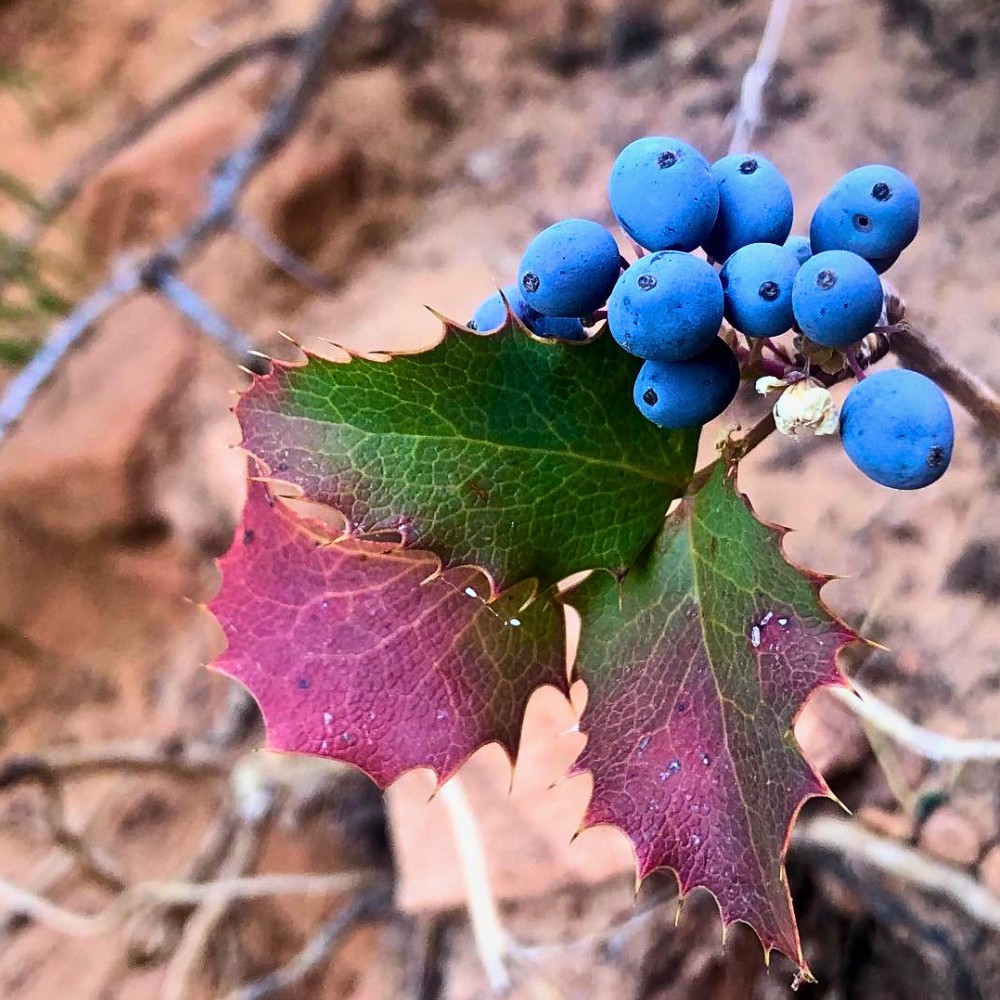 Is creeping Oregon grape edible, and how do you use the berries? Yes, creeping Oregon grape is edible. The berries are safe to eat and have been used as food by Indigenous peoples for centuries.