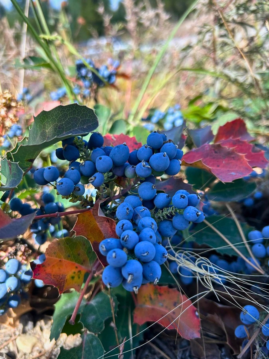 Is creeping Oregon grape edible, and how do you use the berries? Yes, creeping Oregon grape is edible. The berries are safe to eat and have been used as food by Indigenous peoples for centuries. They are very tart when raw and are best enjoyed as jelly, jam, juice, syrup, or wine. 
