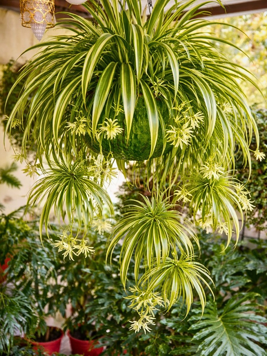 6 Plants That Will Enhance Your Interior Design Projects